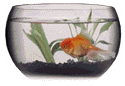 My Fish Bowl